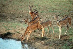 Spotted_Deer,_Satpura_Tiger_Reserve,_Madhai,_Madhya_Pradesh_20171108205743